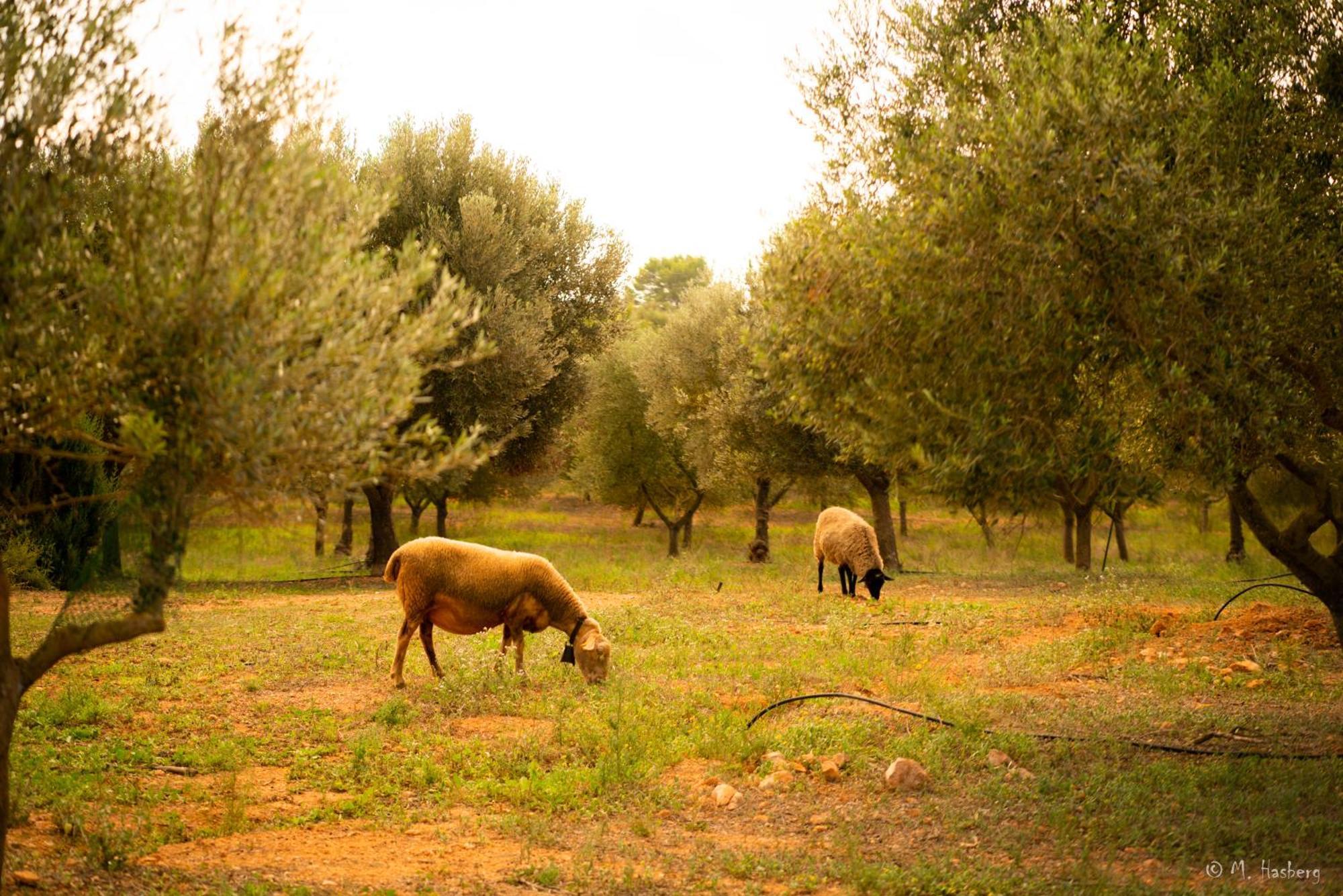 Son Barcelo Mas Feriegård Campos (Mallorca)